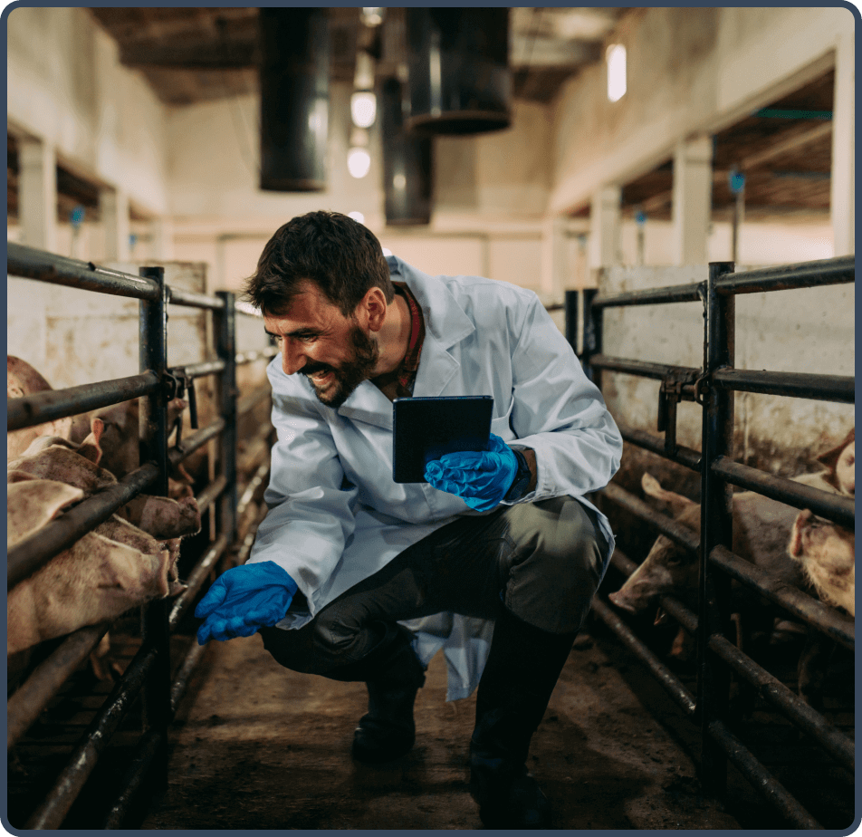 Homem de janelo branco e luvas nas mãos, segurando um tablet, agachado, enquanto alimenta porcos com a outra mão