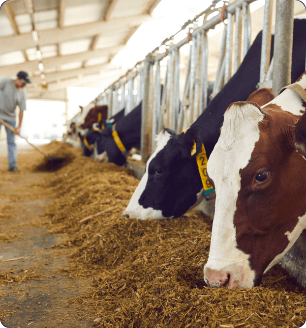 Vacas se alimentando de ração em suas baias dentro de um galpão